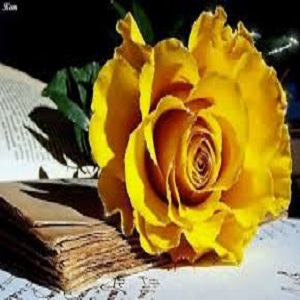 Rosa amarela