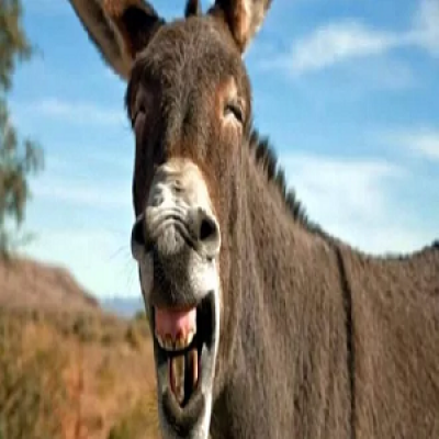 Burro6.png