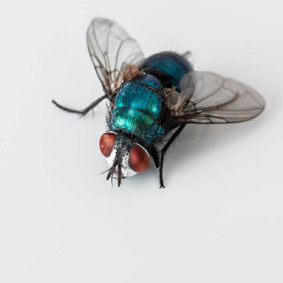 Mosca.png