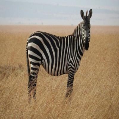Zebra.jpg
