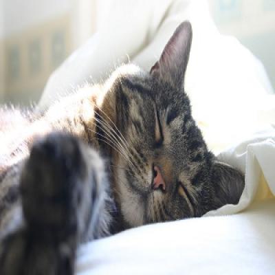 por-que-gato-gosta-de-dormir-na-cama-3.jpg