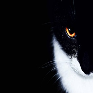 Gato