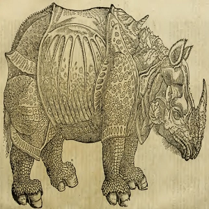 Rinoceronte
