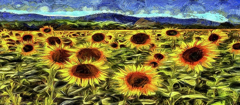 Sunflower Vincent van Gogh