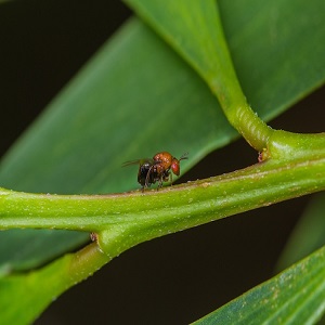 Trichilogaster acaciaelongifoliae Francisco Lopez Nunez