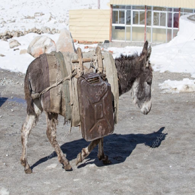 Burro-do-azeiteiro.png