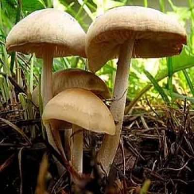 Cogumelos.png