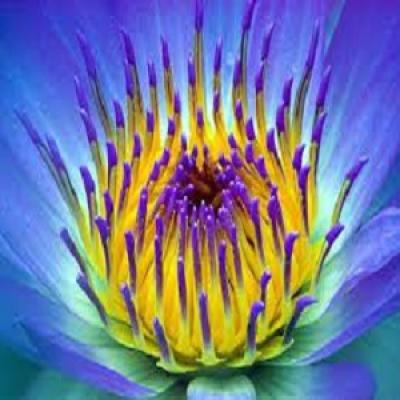 Flor-de-Lacio.jpg