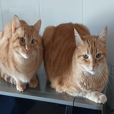 Gatos2.png