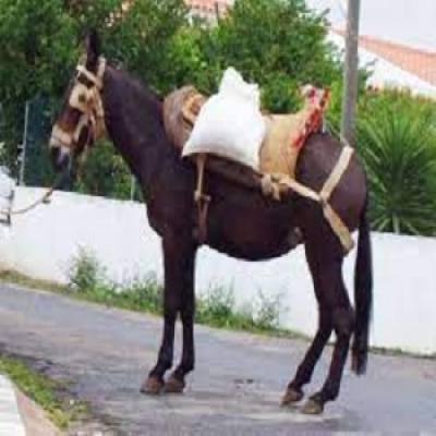 JOGO DO BURRO » O Ponney