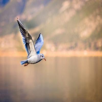 bird.jpg