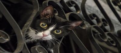 cat-g70df540ce-1920.jpg
