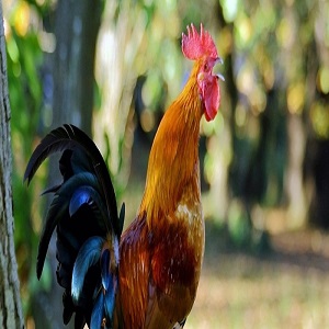 cantar de galo og2